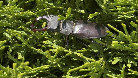 Stag beetle