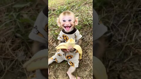 Happiness looks like this monkey’s grin! 😄
