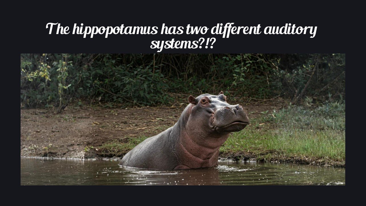 Fun Fact for Apr 12th 2025 Pt 2