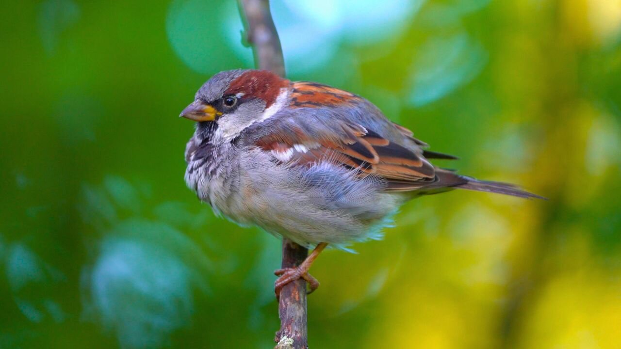 Male House Sparrows on Swaying Tree Branches
