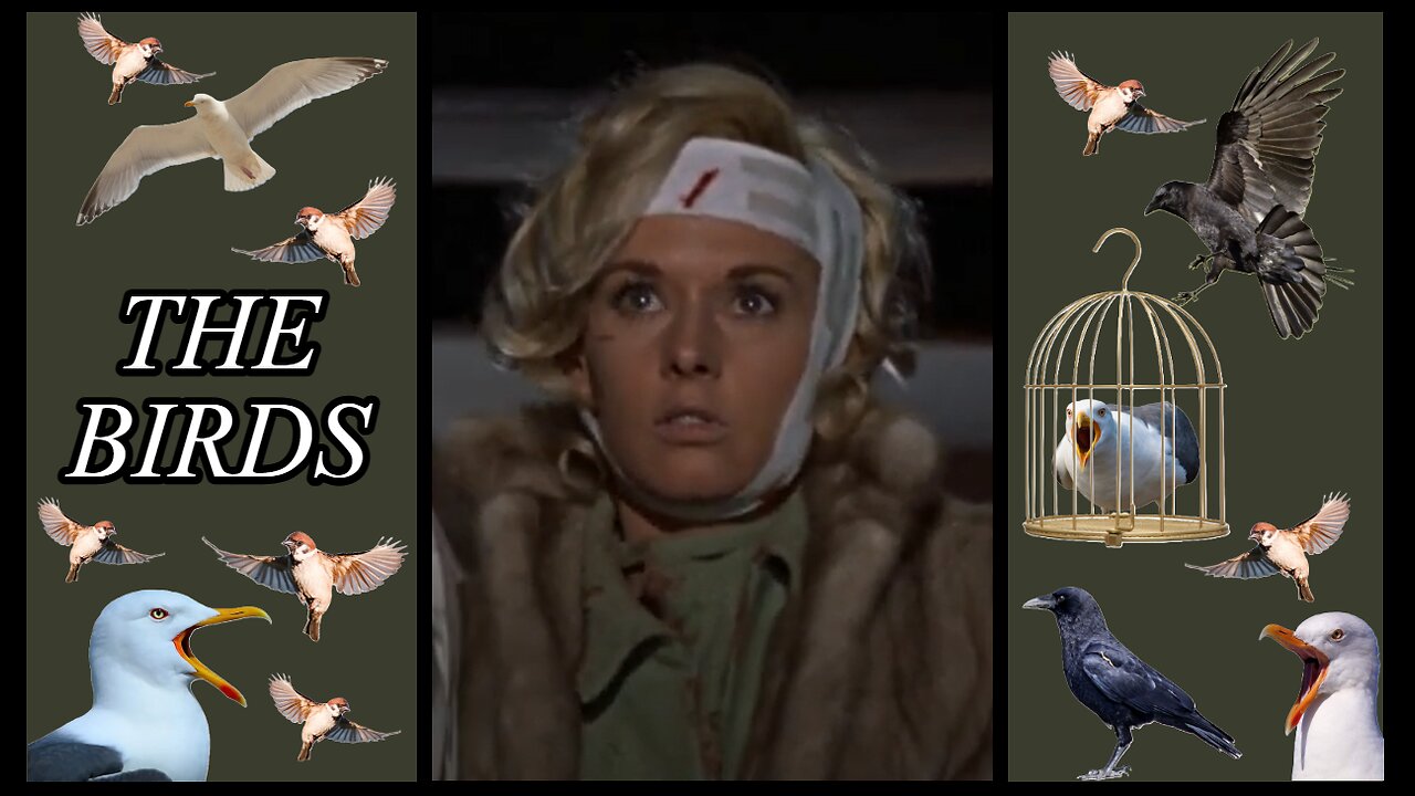 The Birds - Melanie's Weekend of Terror