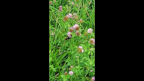 bumblebees 1of2