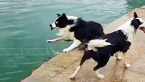 New Funny Animals 😂 Funniest Cats and Dogs Videos 😺🐶 Part 158