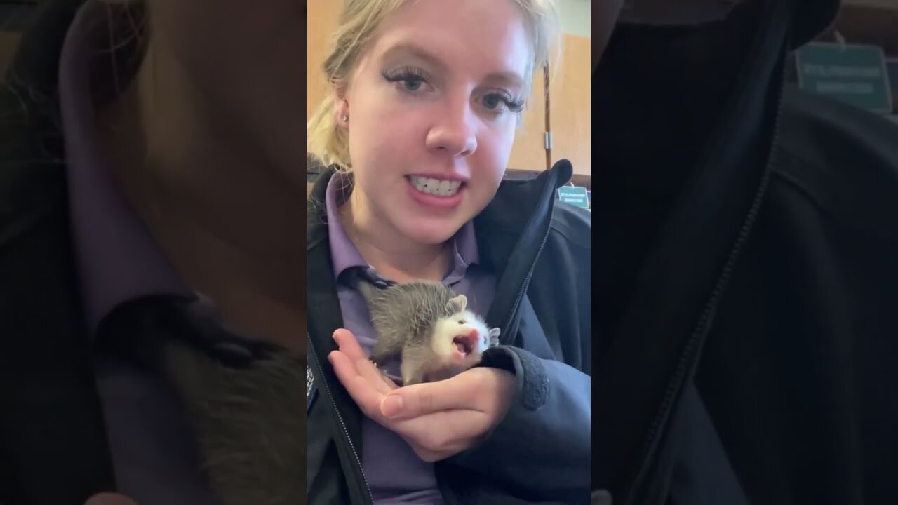 A small possum went to the parking lot to ask for help