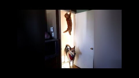 FUNNY DOGS are here to MAKE YOU LAUGH - Funny ANIMAL compilation