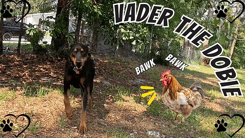 Doberman vs. Backyard Intruders: Chicken Patrol Activated!