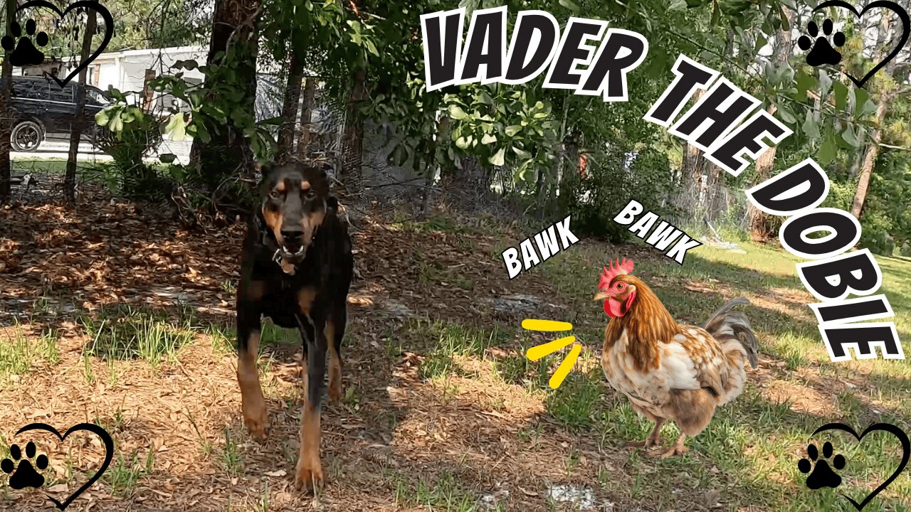 Doberman vs. Backyard Intruders: Chicken Patrol Activated!