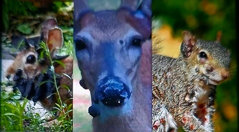 Mutant zombie animals welcome to the Apocalypse with Lady Eden