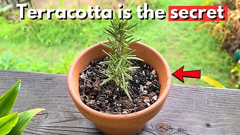 The stoic herb Rosemary and why every garden must have it!