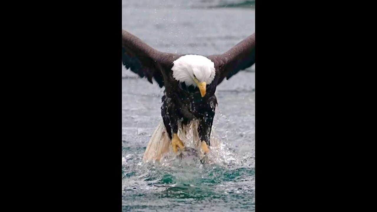 Eagle Attack