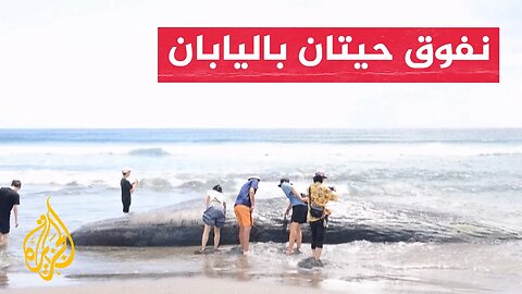 نفوق حيتان على شواطئ اليابان