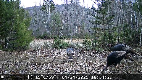 Wild turkeys on the homestead