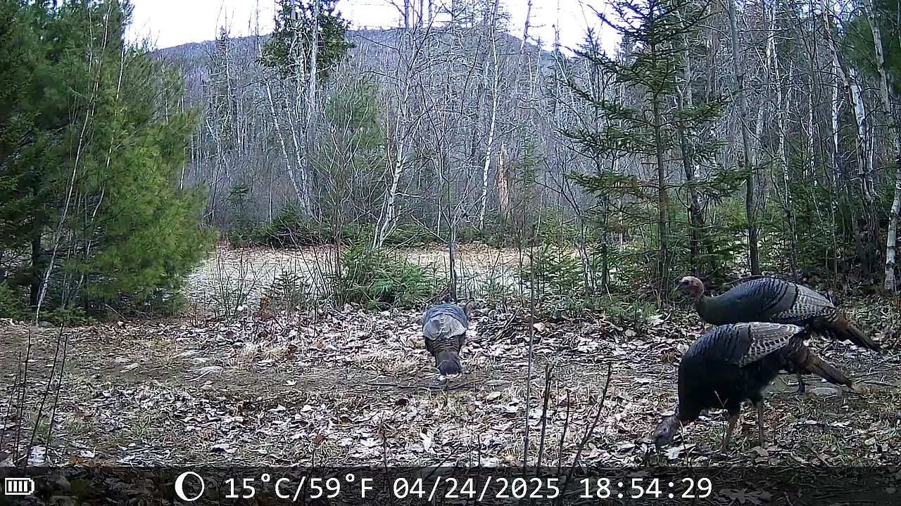 Wild turkeys on the homestead