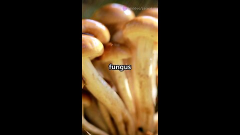 The Longest Living Organism on Earth… Isn’t a Tree! 🍄🌍