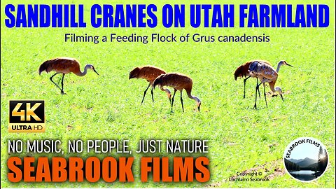 Sandhill Cranes on Utah Farmland: Filming a Feeding Flock of Grus canadensis
