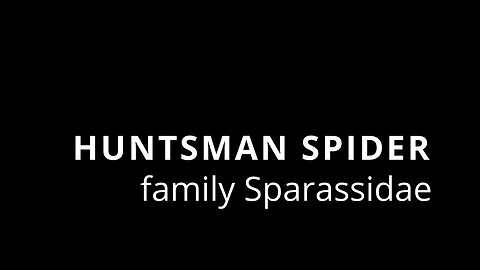 HUNTSMAN SPIDER