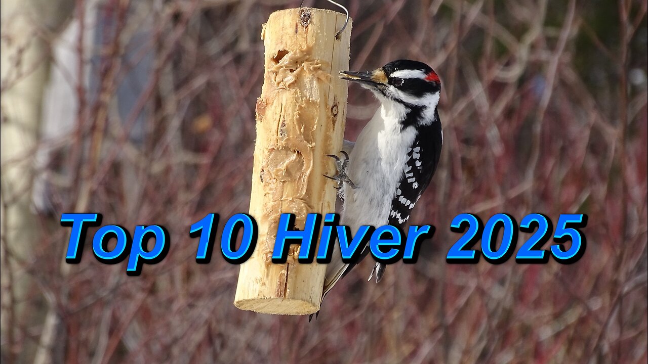 Top 10 des oiseaux les plus fidèles de l’hiver 2025