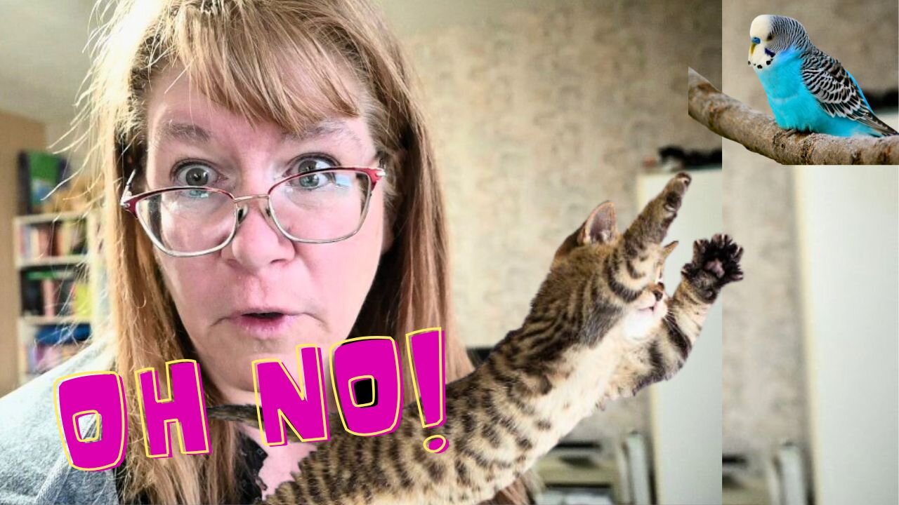 The CAT Ate My New Little BIRD?