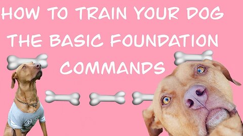 How To Train The Five Basic Commands (Sit, Stay, Lay Down, Shake, Come)