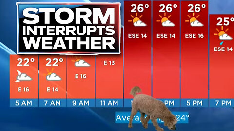Live Weather Forecast Gets an Unexpected Visitor