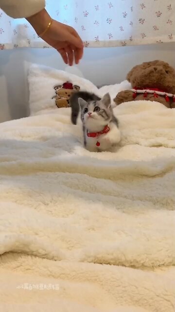 Cute kitten playing pick a boo #cat #kitty