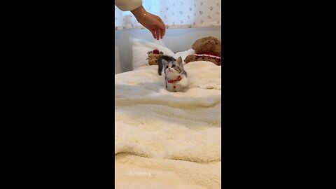Cute kitten playing pick a boo #cat #kitty