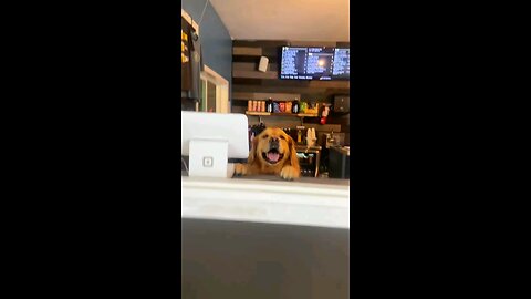 Funny Animals