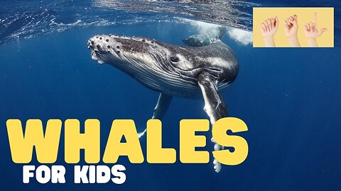 ASL Whales for Kids