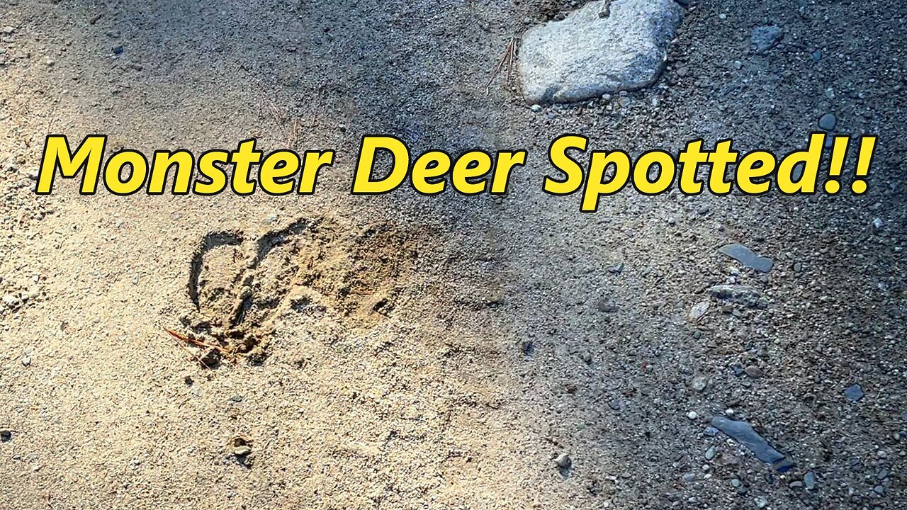 BIG Buck Spotted While Bird Hunting