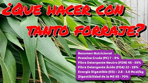 ¡Vamos a ver cómo van los animales!