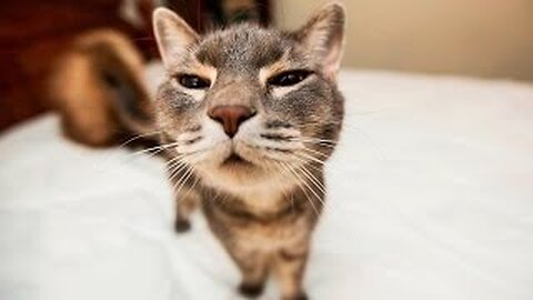 Funniest Animals 😸Funny cats 🤣😅 New Funny Cats and Dogs Videos 😸🐶