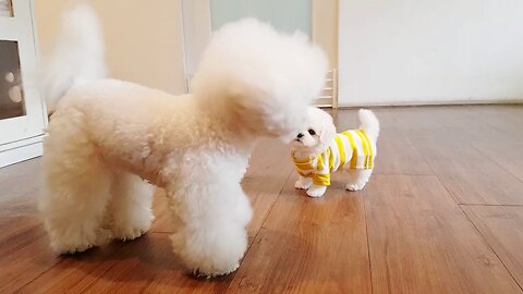 Bichon frise is so cute! lovely puppy videos - Teacup puppies KimsKennelUS