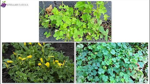 10 Common Weeds That Are Actually Expensive Super-foods