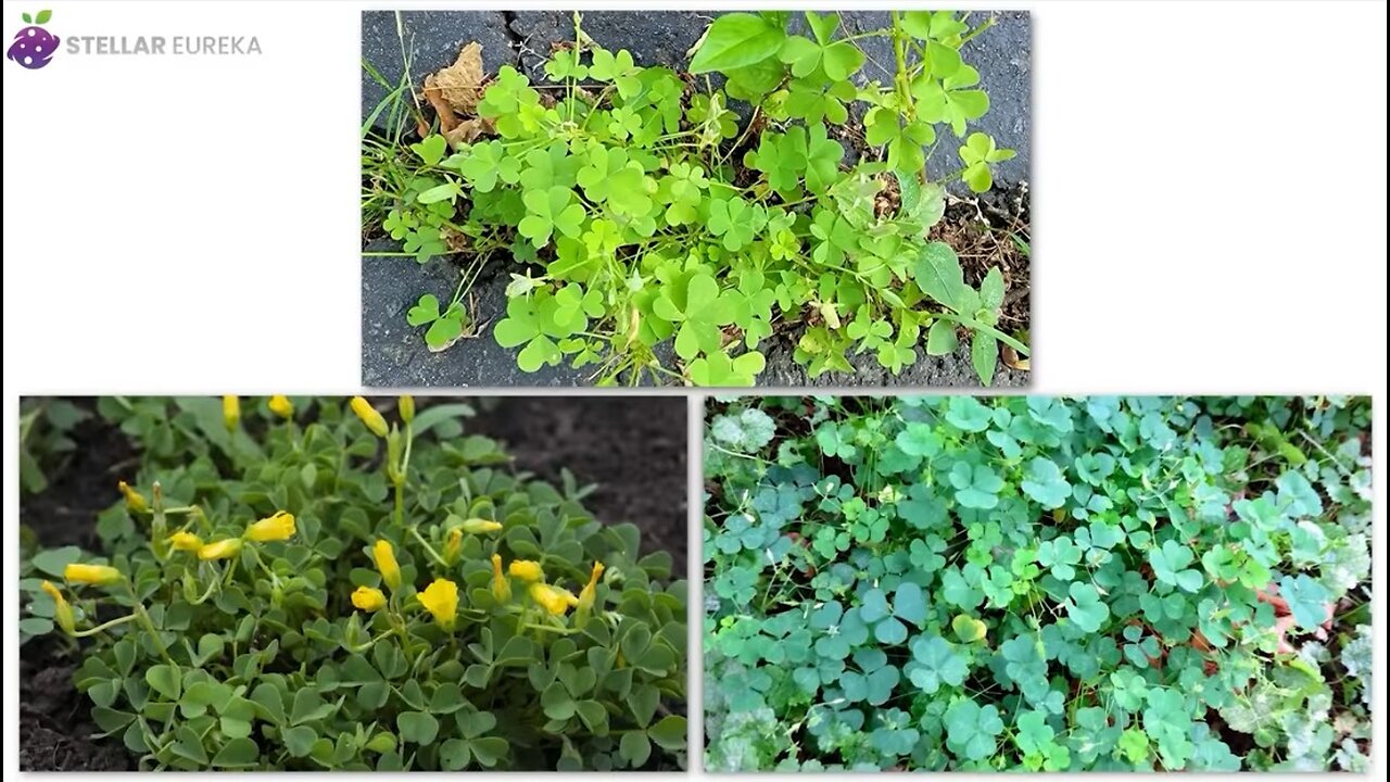 10 Common Weeds That Are Actually Expensive Super-foods