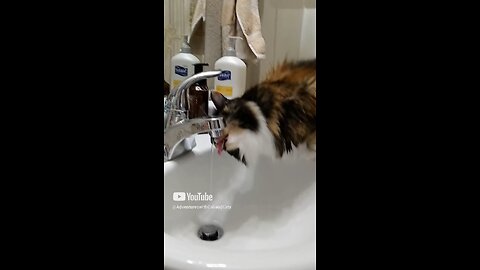 Cali drinking from bathroom sink