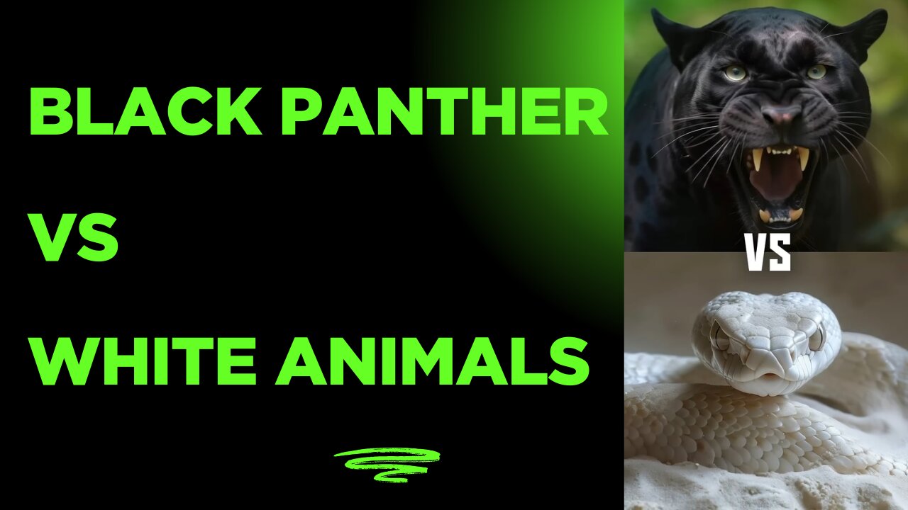 Black Panther vs White Animals