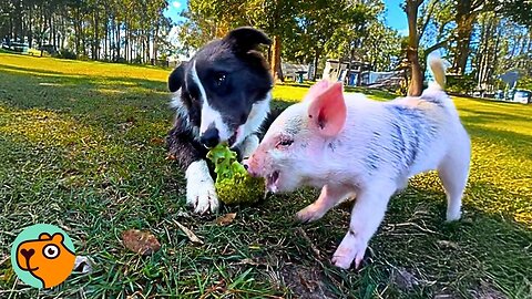 Piglet Follows Her Dog Friend And Acts Like A Pup Herself | Cuddle Buddies