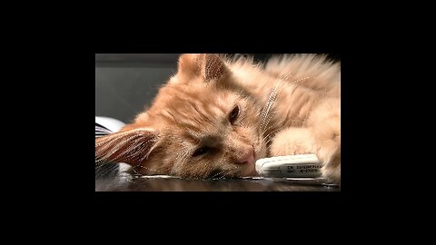 Portrait Format - I Am BORED! 😂 Funny Clips of Kids, Pets & Grown‑Ups