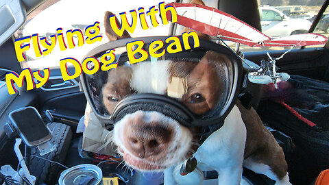 Taking My Dog Flying to the Beach in a Flying Inflatable Boat
