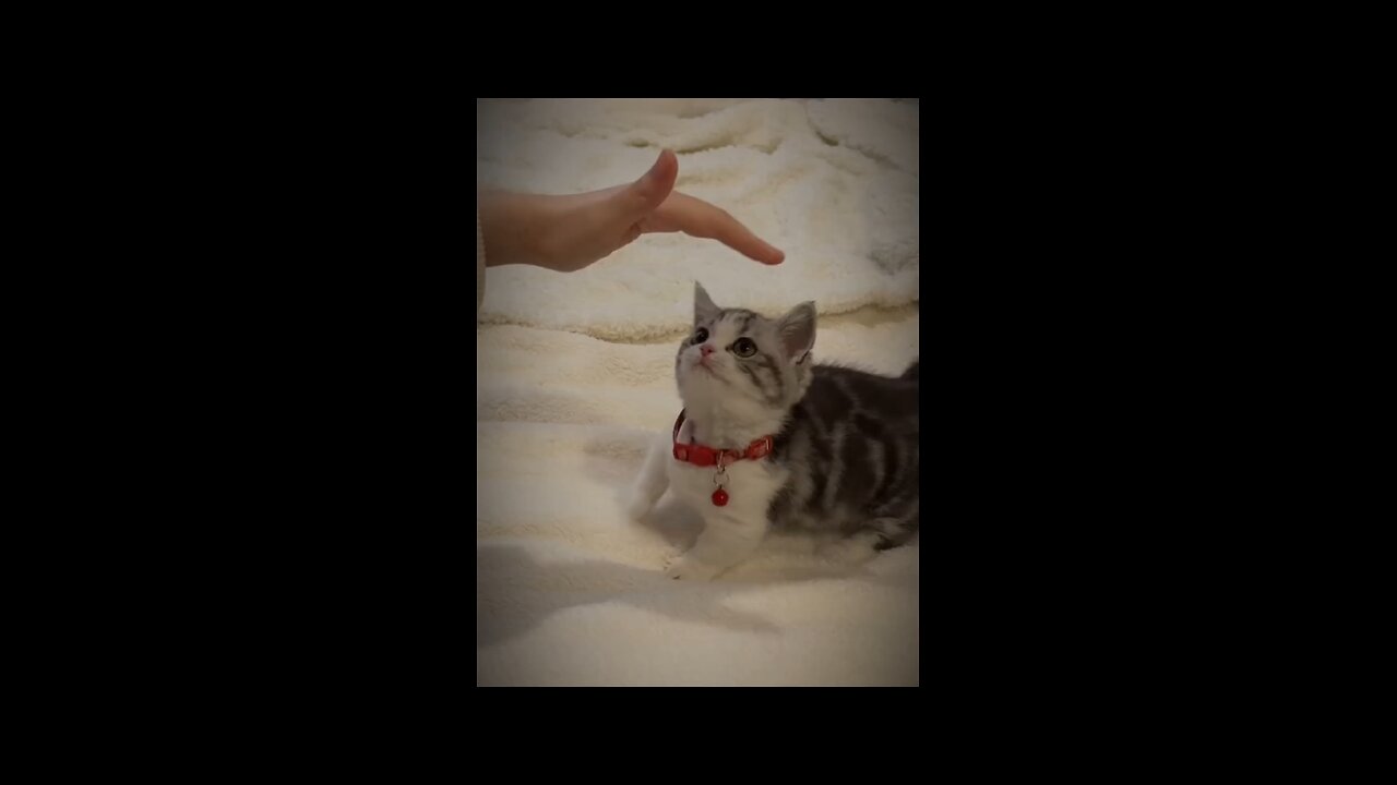 Cute kitten Playing with her owner.. #cat #kitty