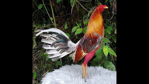 Gallos de Pelea: Fuerza, Tradición y Pasión en Cada Combate #gallos