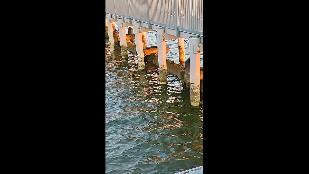 Under the dock of the bay