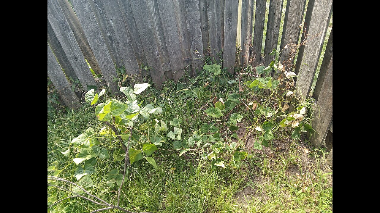 2025 August 5-10, a few pushups, weeds hacked, Weapons movie. New goal to abstain from all Internet.