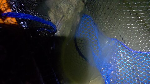 Channel catfish release.