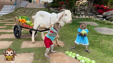 Video Full: Monkey YiYi and YinYin take the goats to harvest vegetables to sell and cook