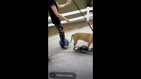 Dog skateboard