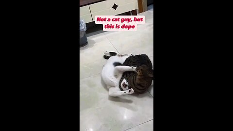 Cat counterstrikes