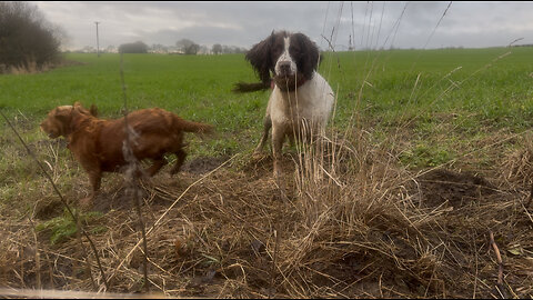 06/12/25 trail run with molly and willow