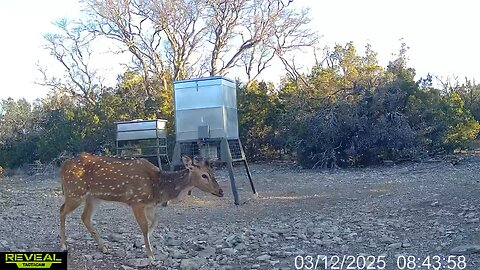 AXIS DEER free range shows up