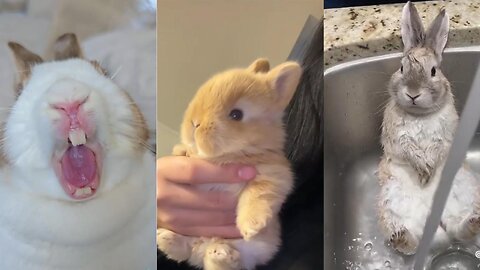 Compilation Of Adorable Bunnies